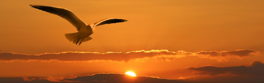 Mouette