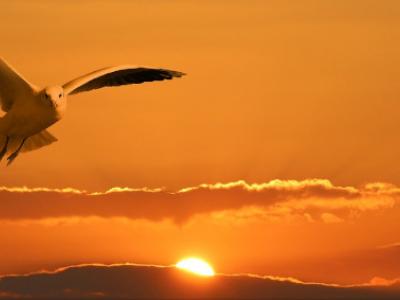 Mouette